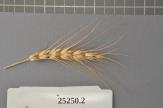 Click for 1 image(s) for this accession. Spike